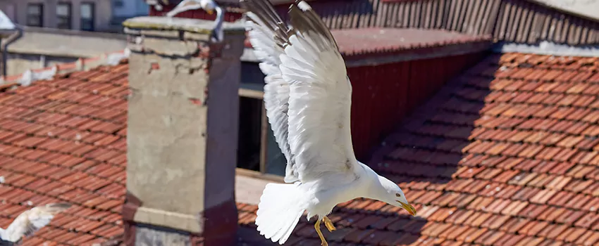Residential Chimney Animal Removal Solution in Greenville, MS